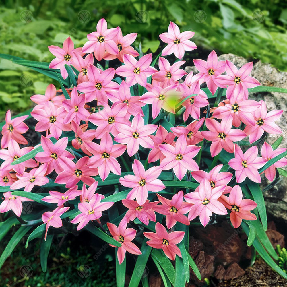 Ipheion Uniflorum Charlotte Bishop -MASTER-