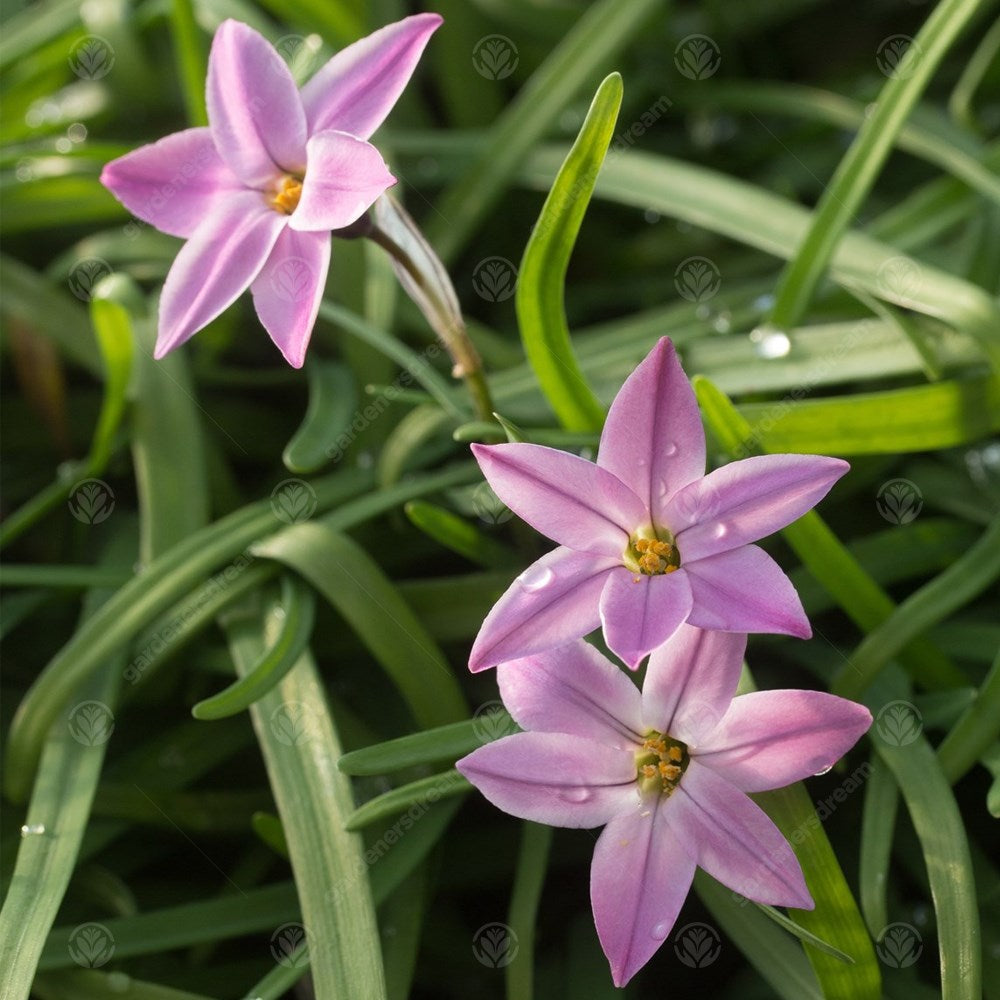 Ipheion Uniflorum Charlotte Bishop -MASTER-