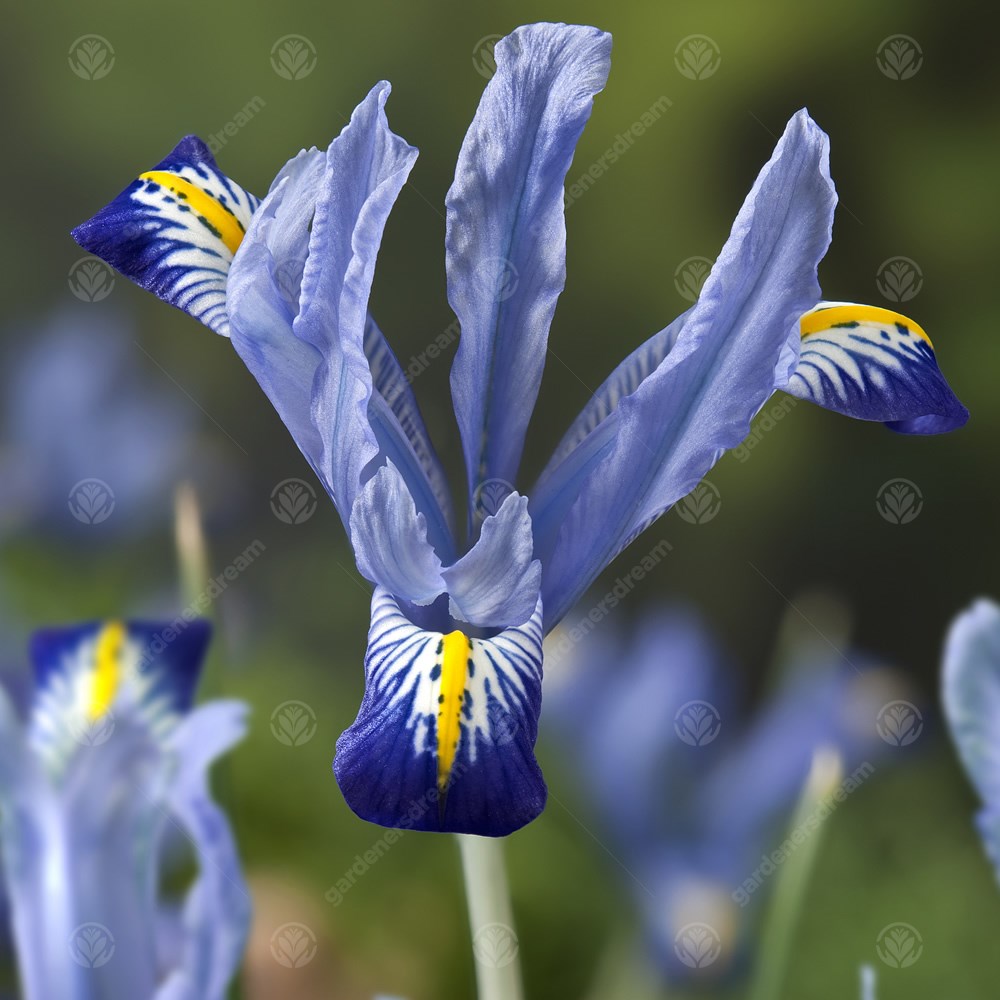 Iris Dwarf Carolina -MASTER-