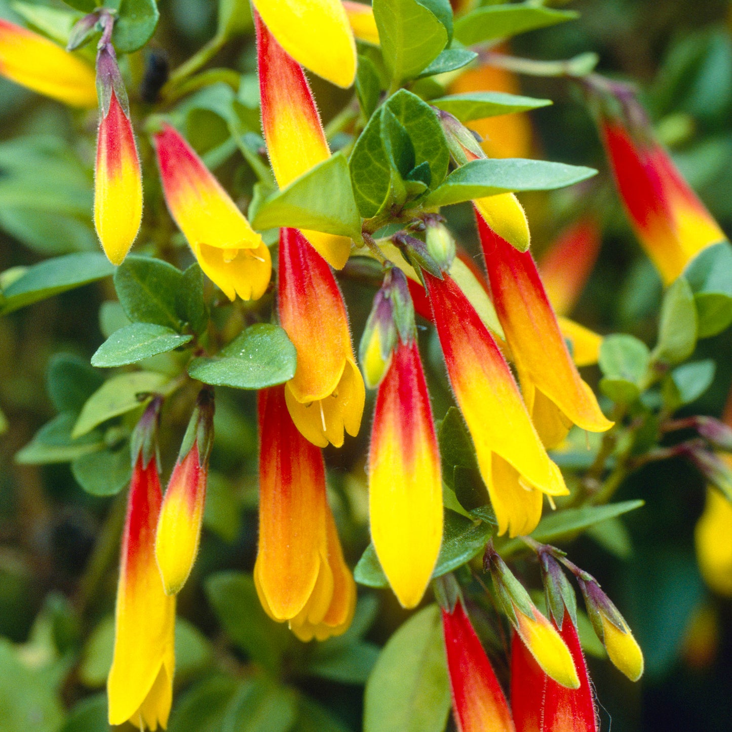 Jacobinia Pauciflora