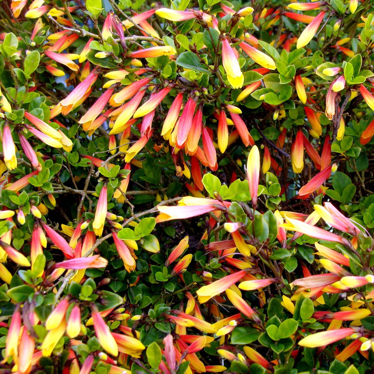 Jacobinia Pauciflora