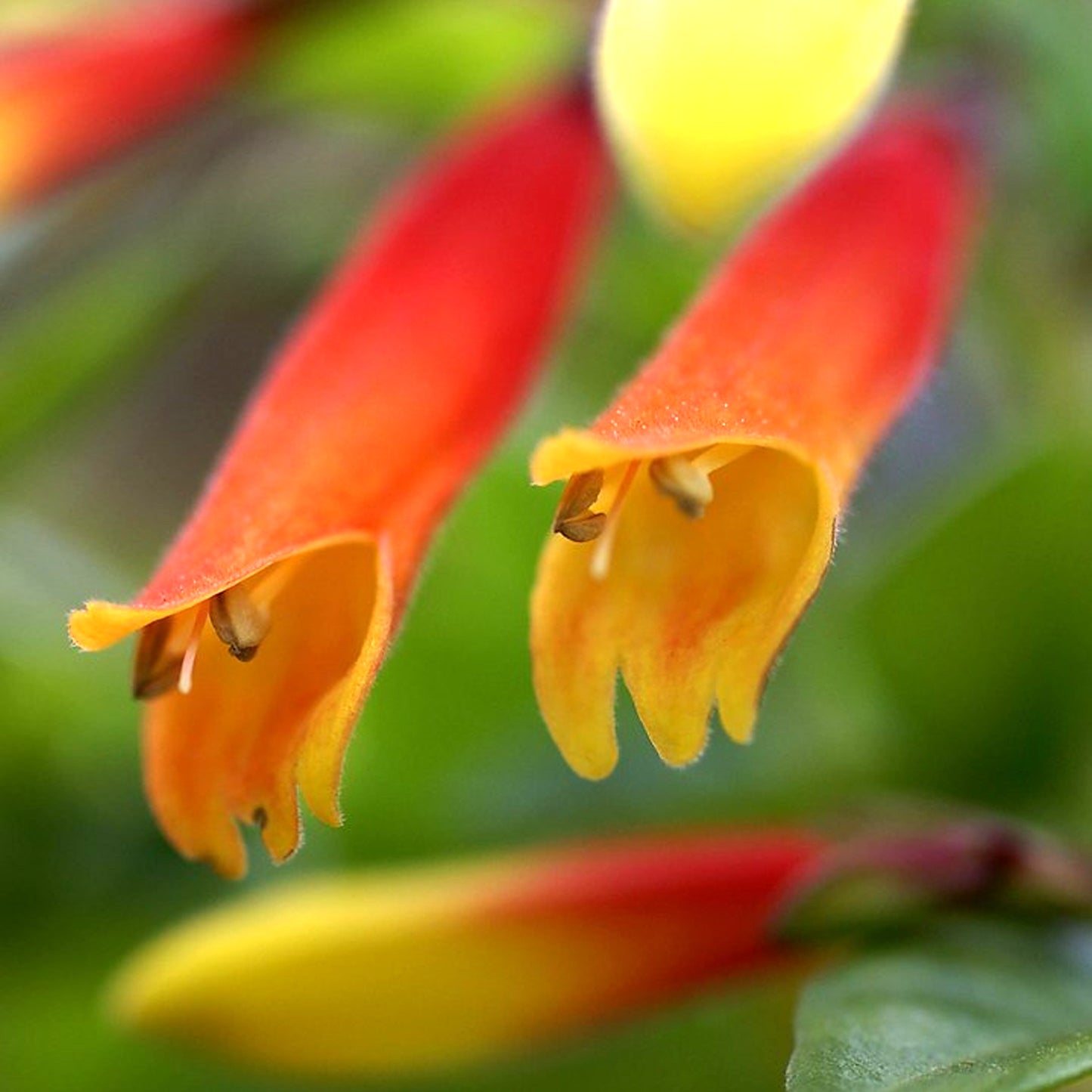 Jacobinia Pauciflora