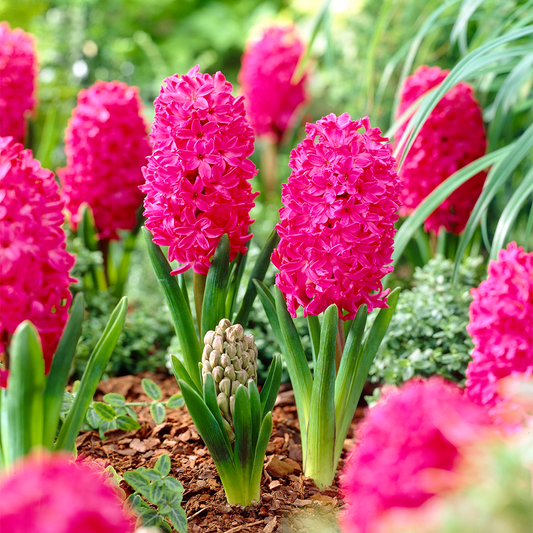 Outdoor Hyacinth Jan Bos -MASTER-