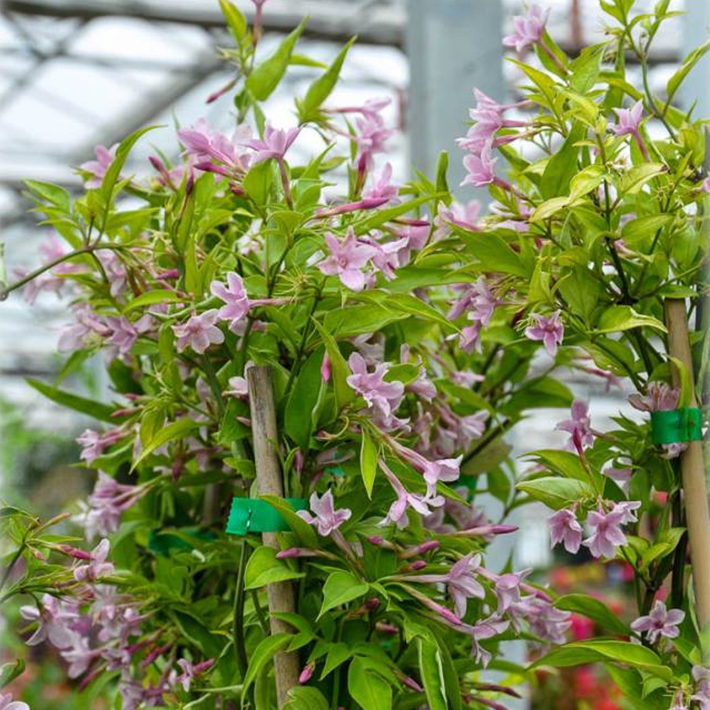 Jasminum Stephanense