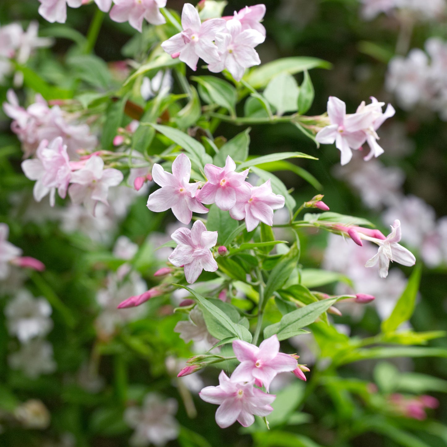 Jasminum Stephanense