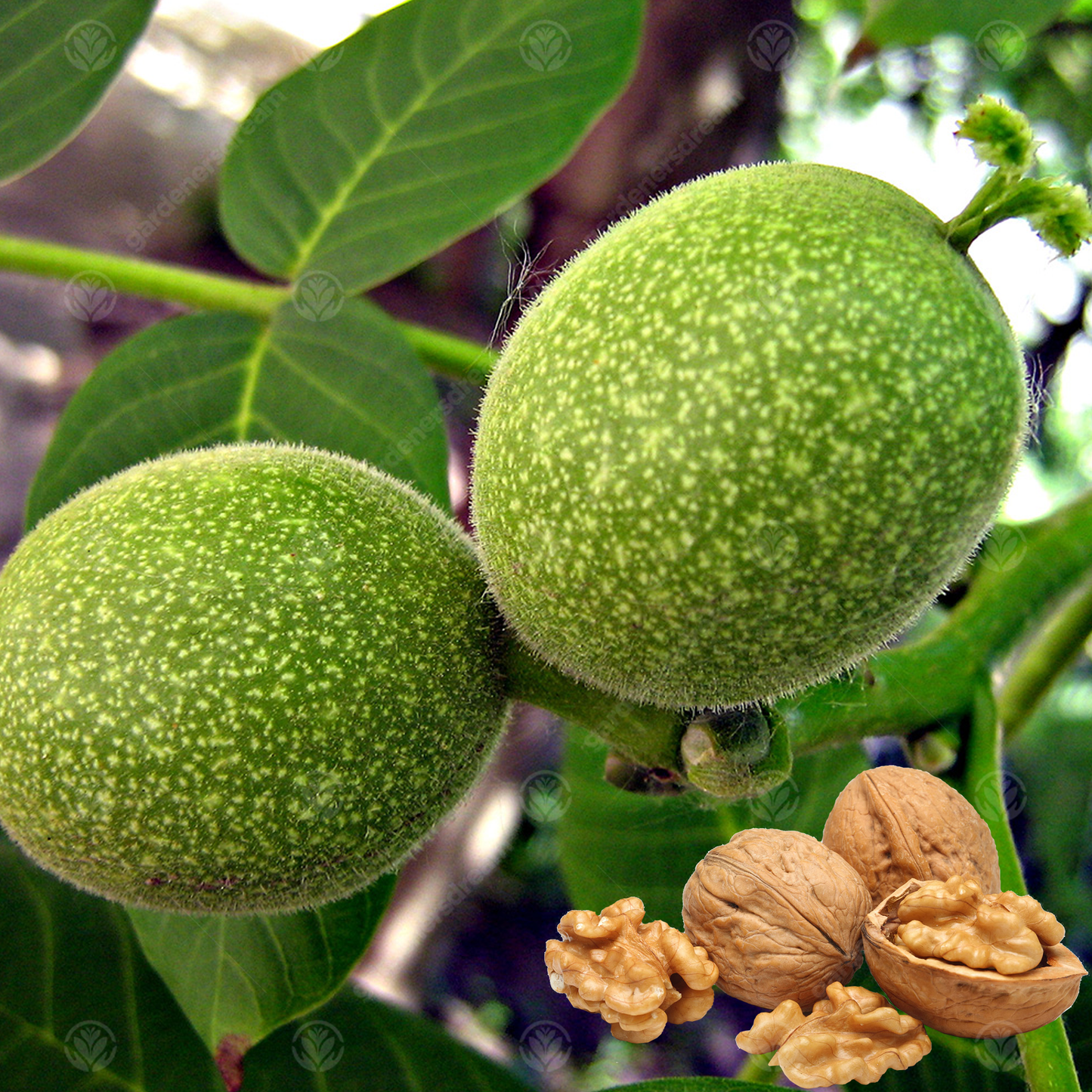 Juglans Regia Tree (7.5L, 4-5ft)