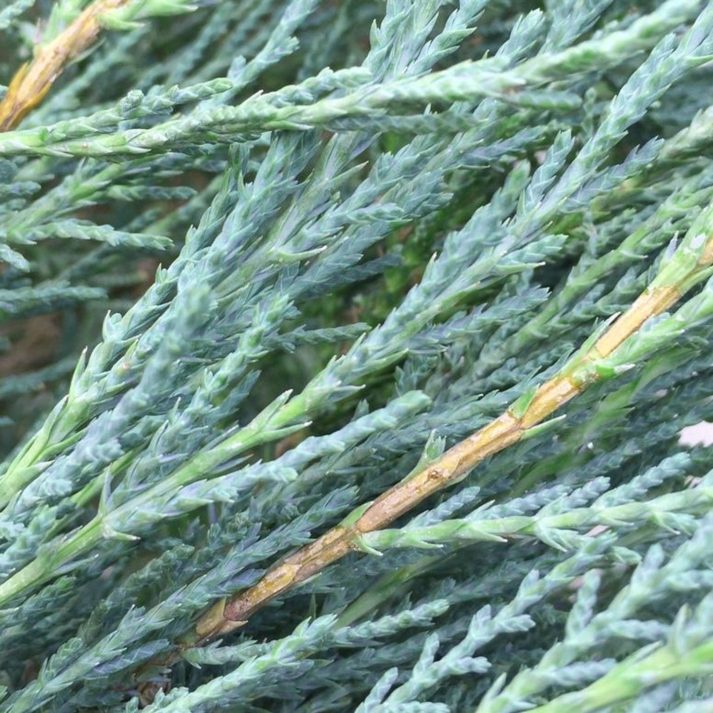 Juniperus Blue Arrow