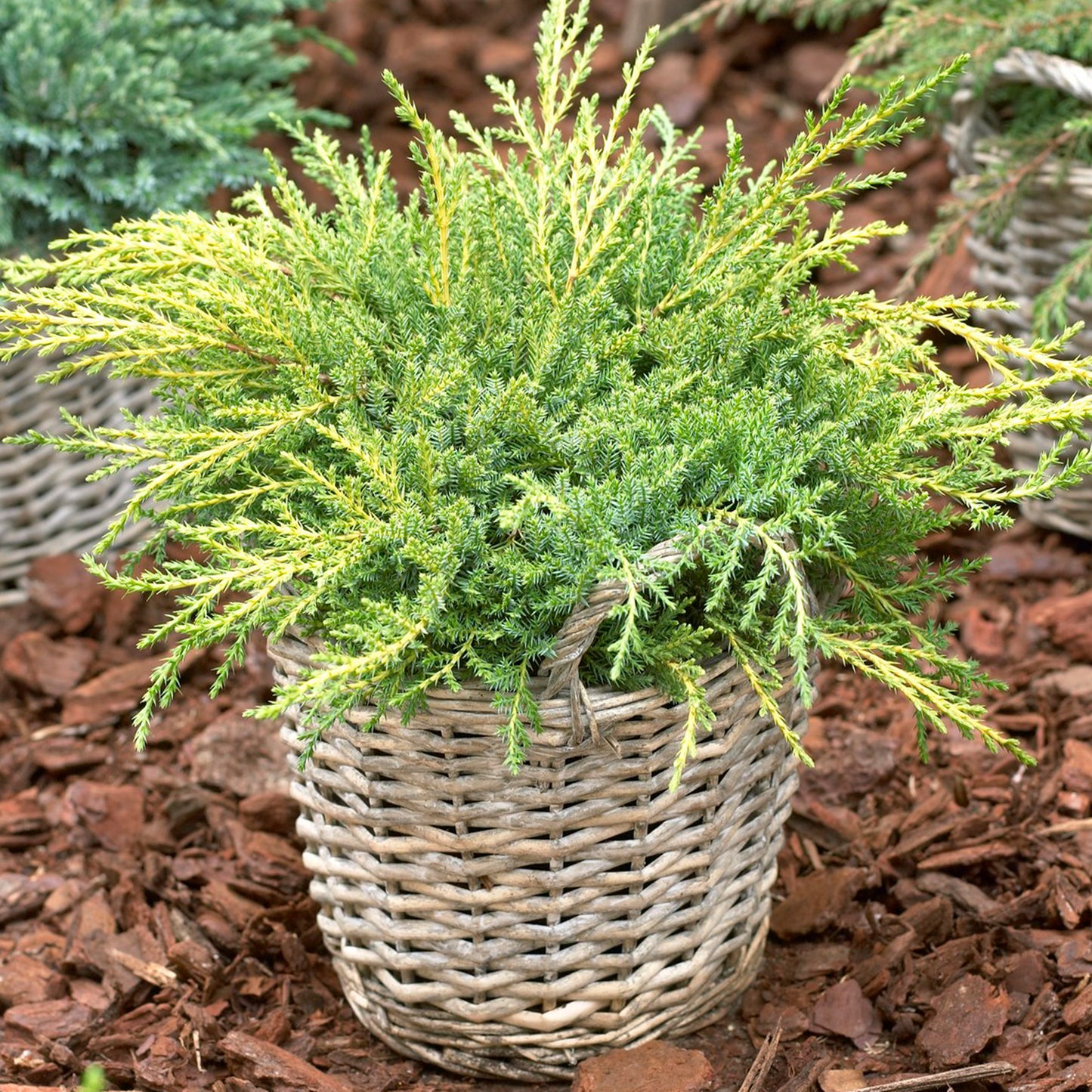 Juniperus Gold Star