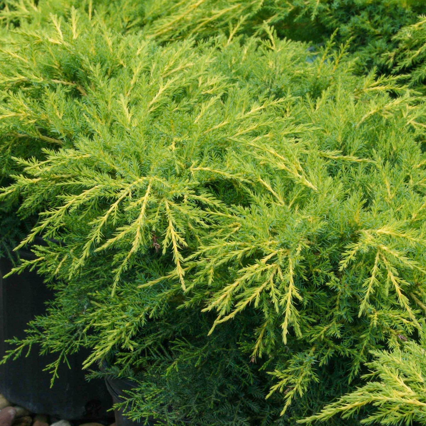 Juniperus Gold Star