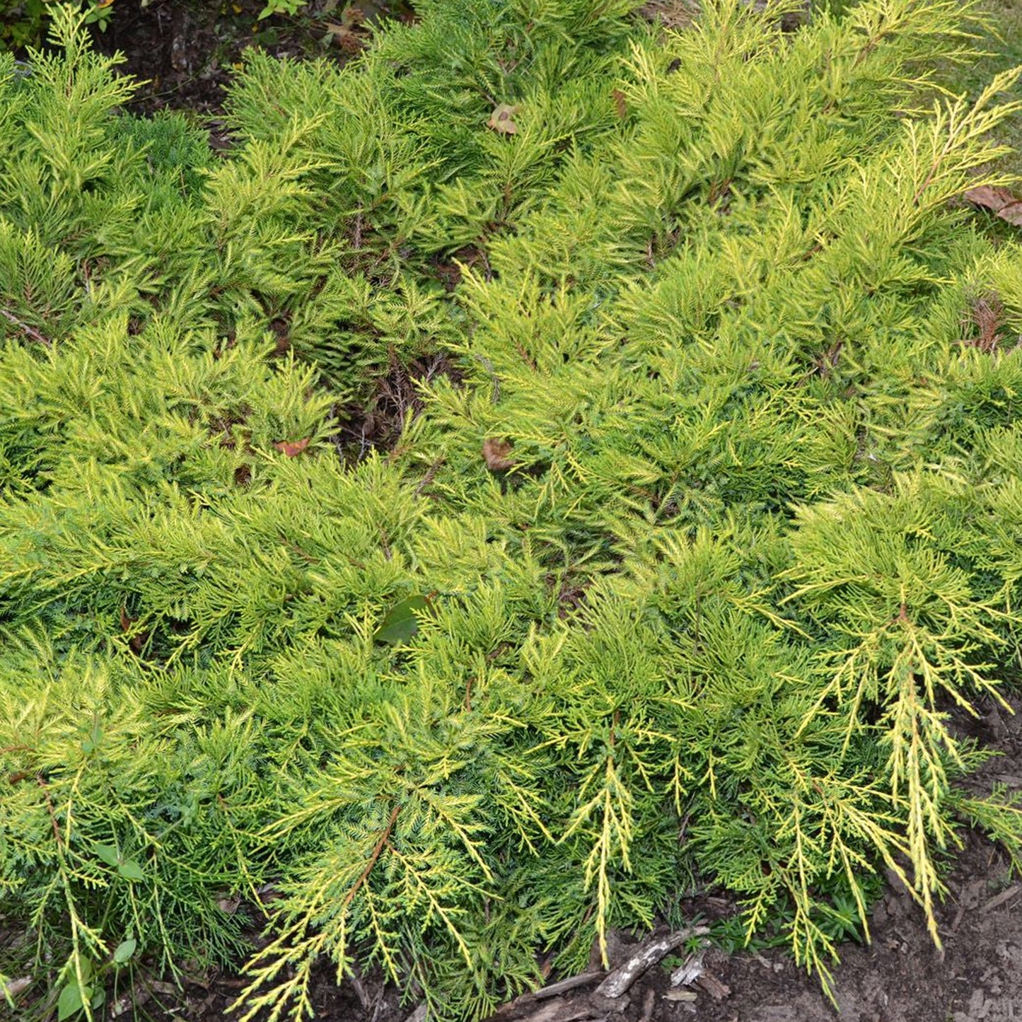 Juniperus Gold Star