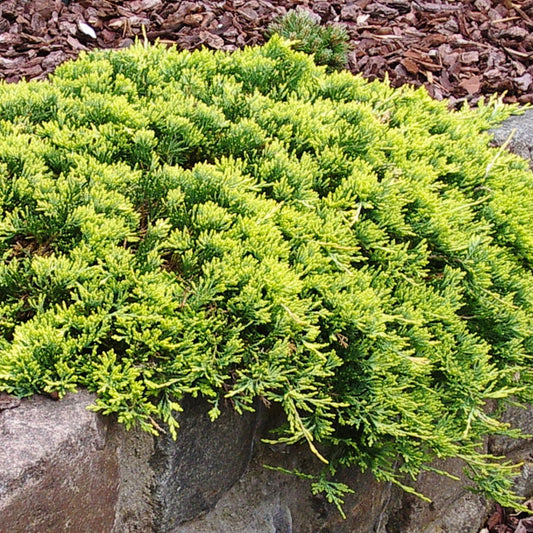 Juniperus Golden Carpet