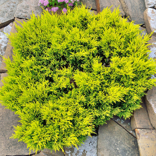 Juniperus Lime Glow