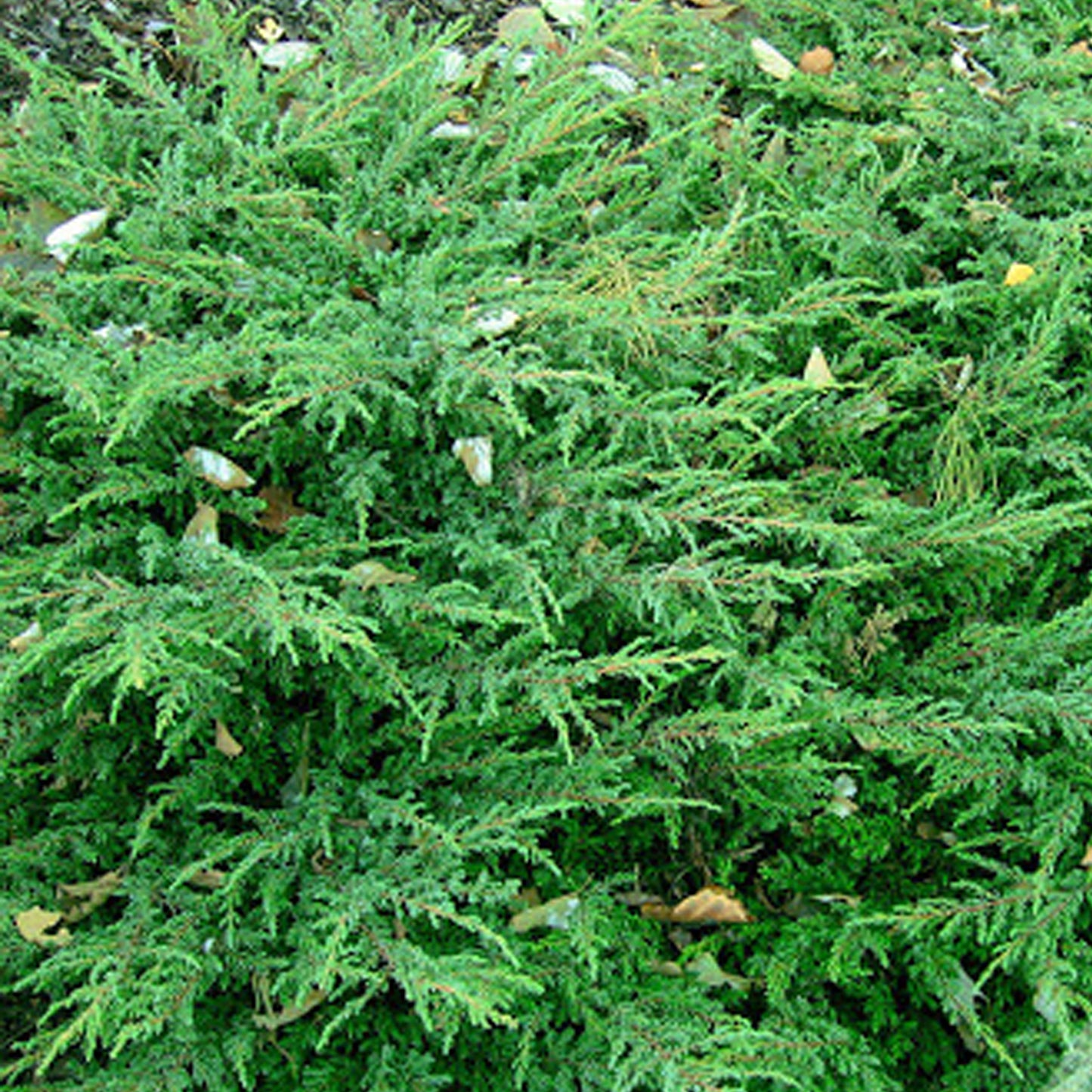 Juniperus Repanda