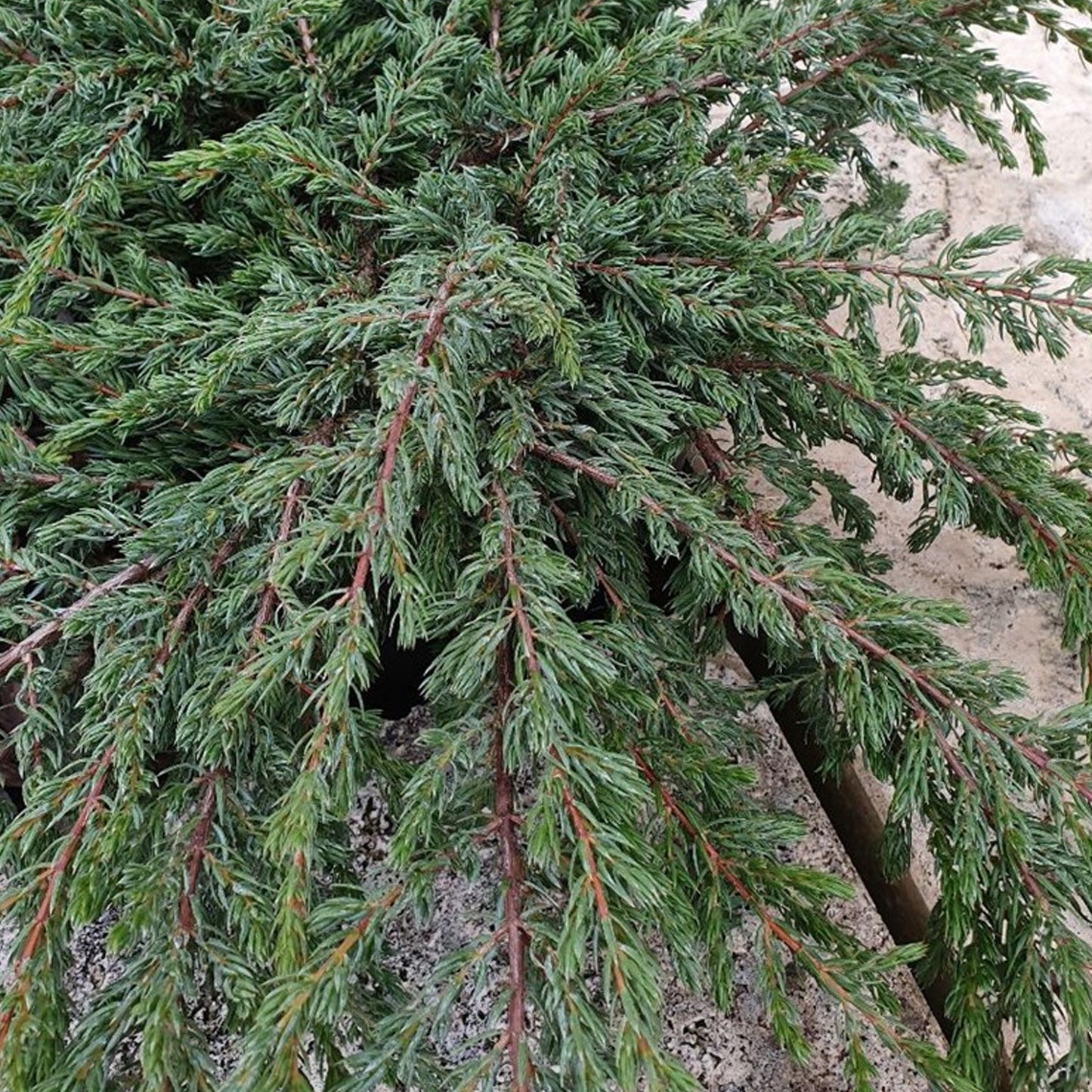 Juniperus Repanda