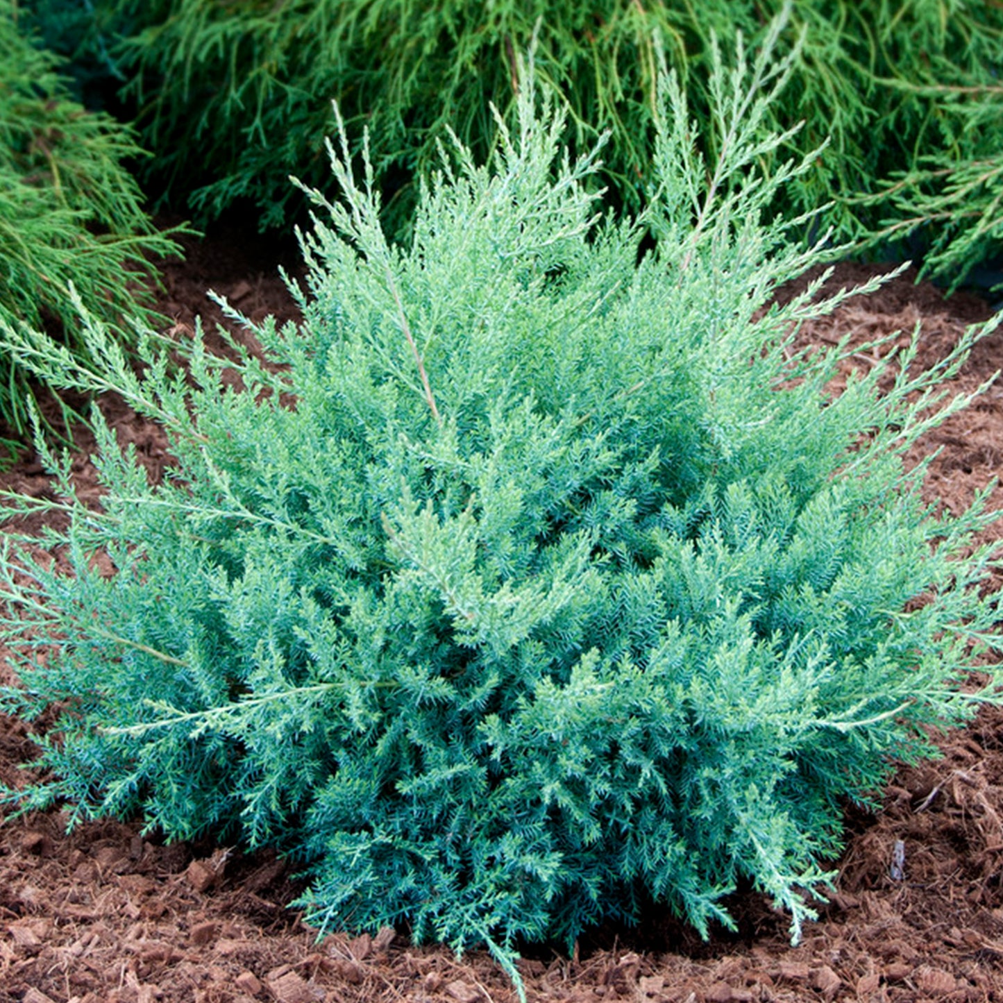 Juniperus Glauca