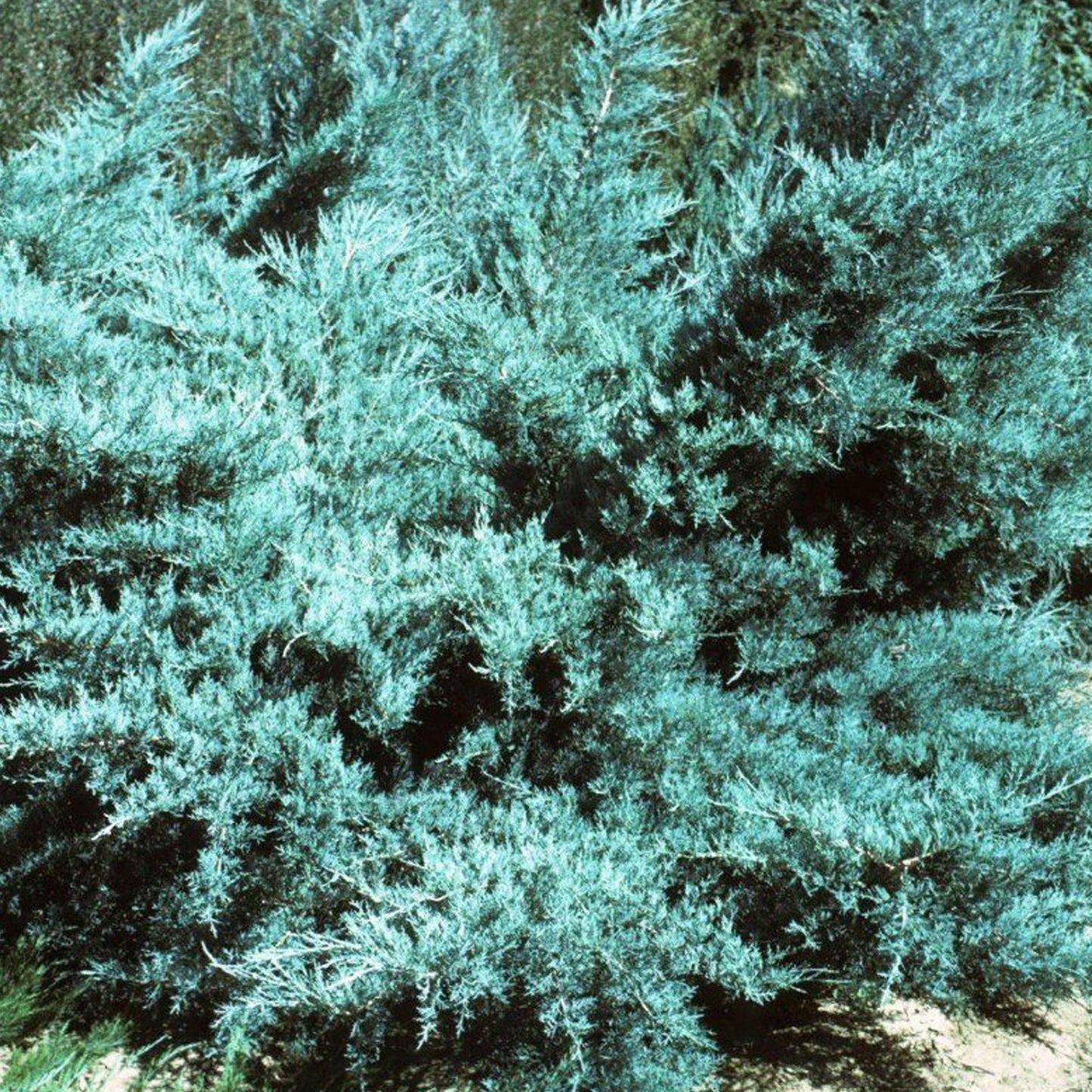 Juniperus Glauca