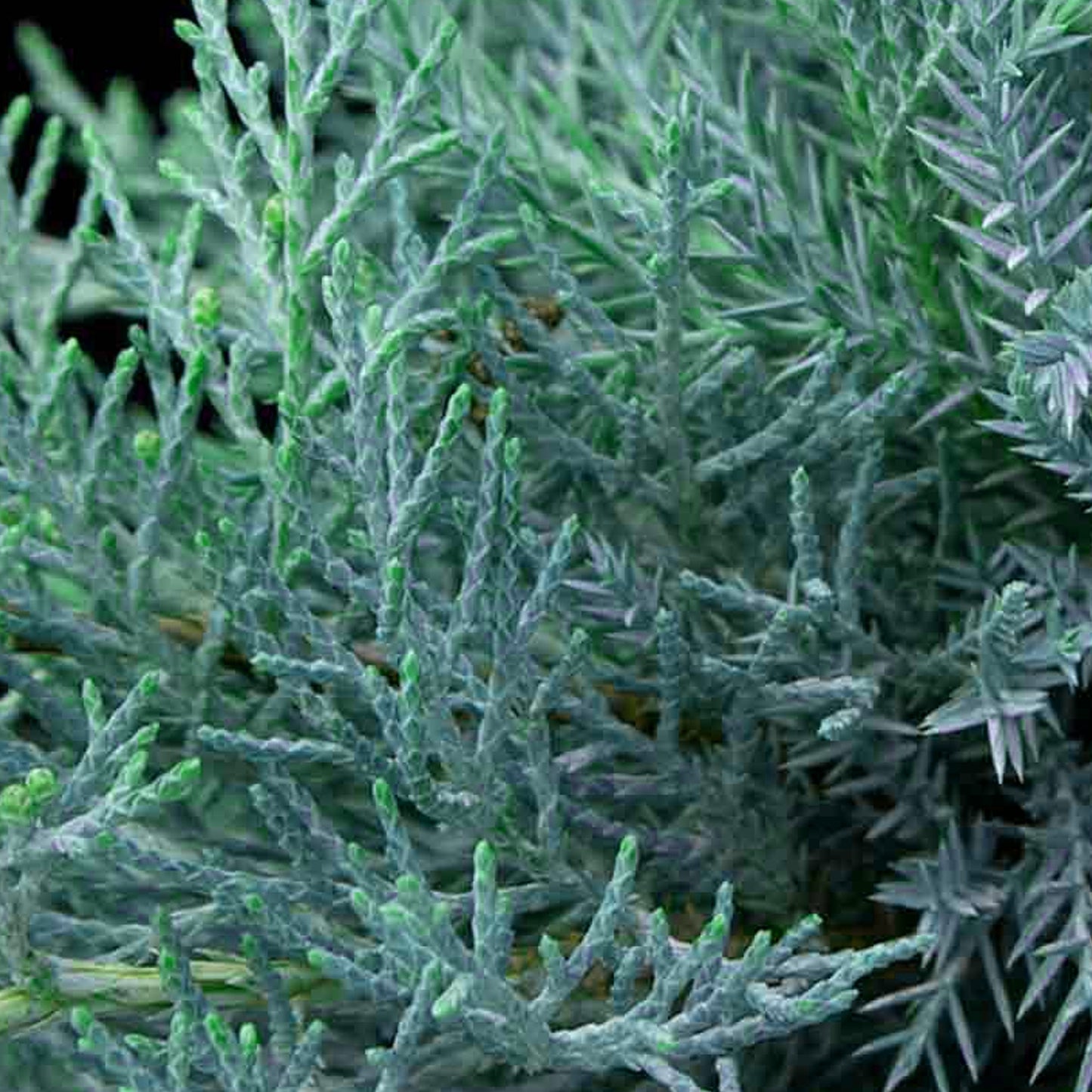 Juniperus Glauca