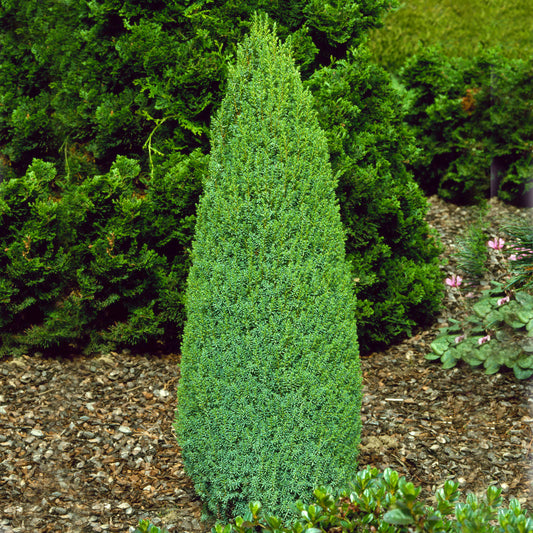 Juniperus Compressa