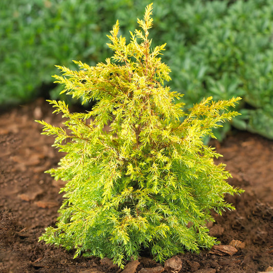 Juniperus Gold Cone