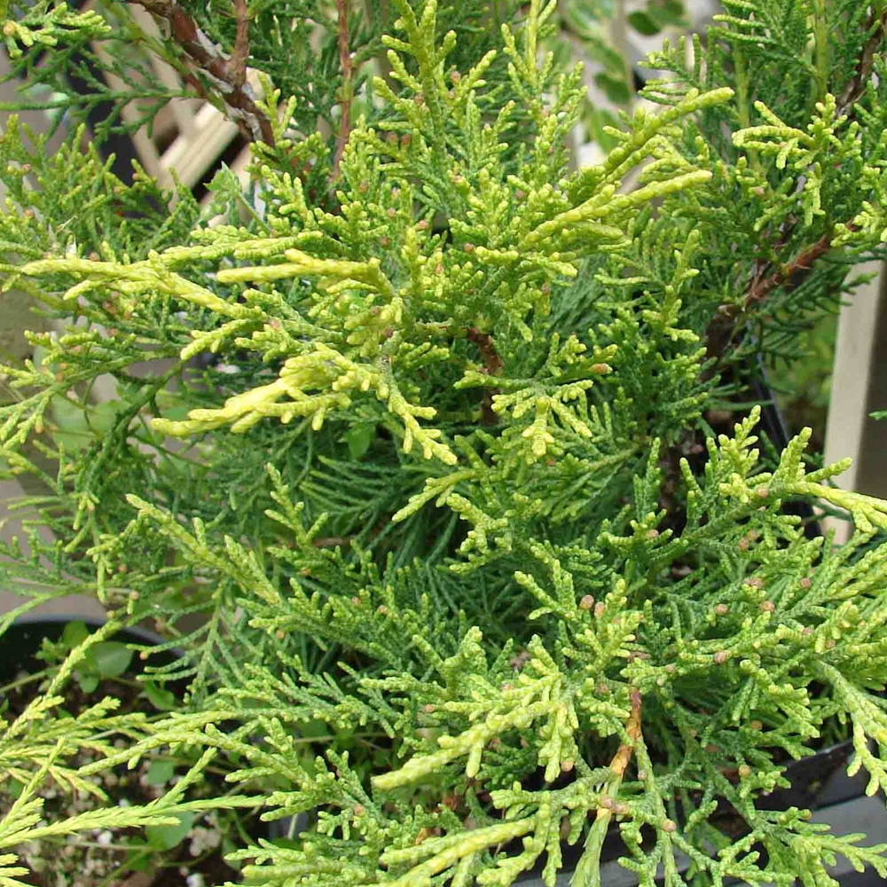 Juniperus Old Gold (9cm)