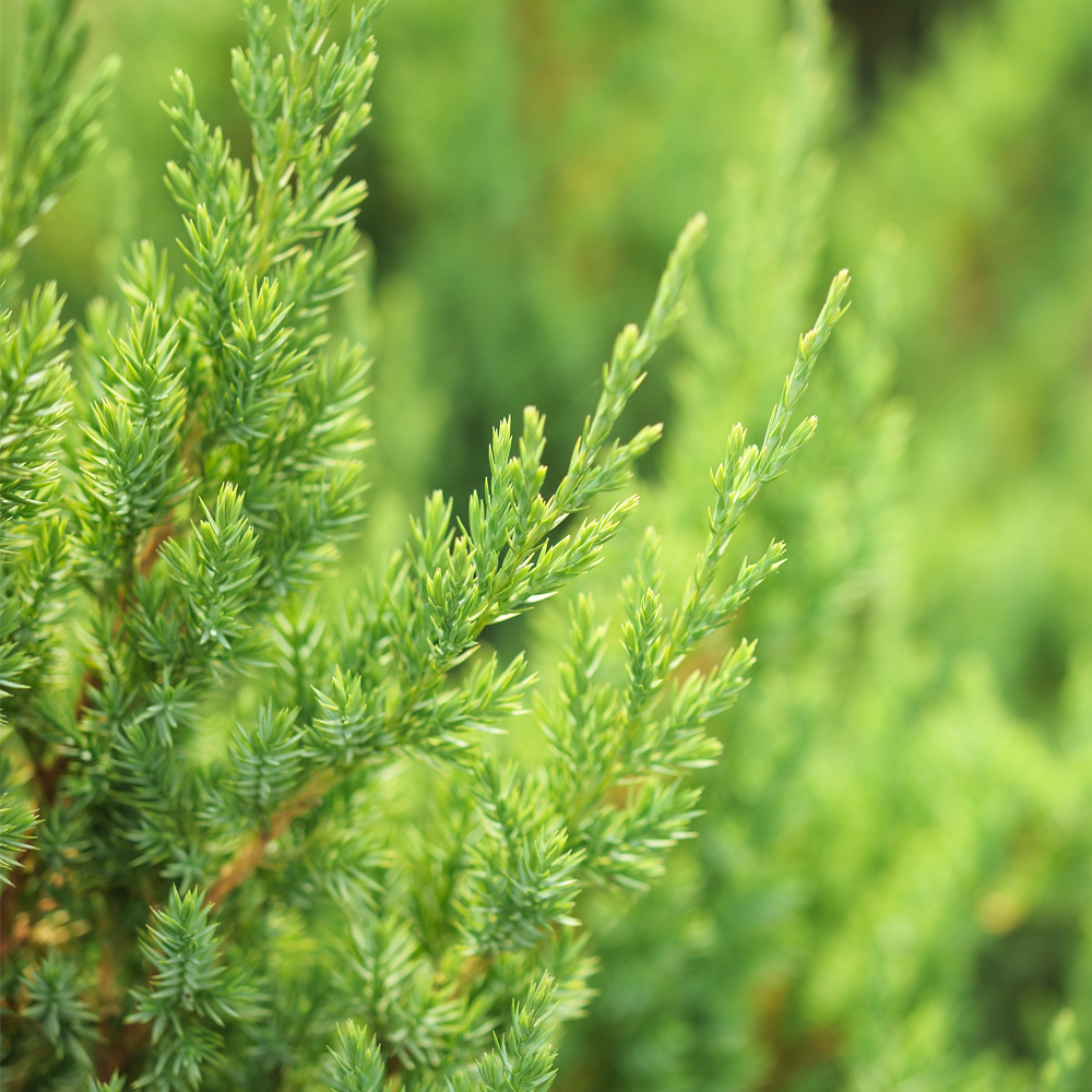 Juniperus Old Gold (9cm)