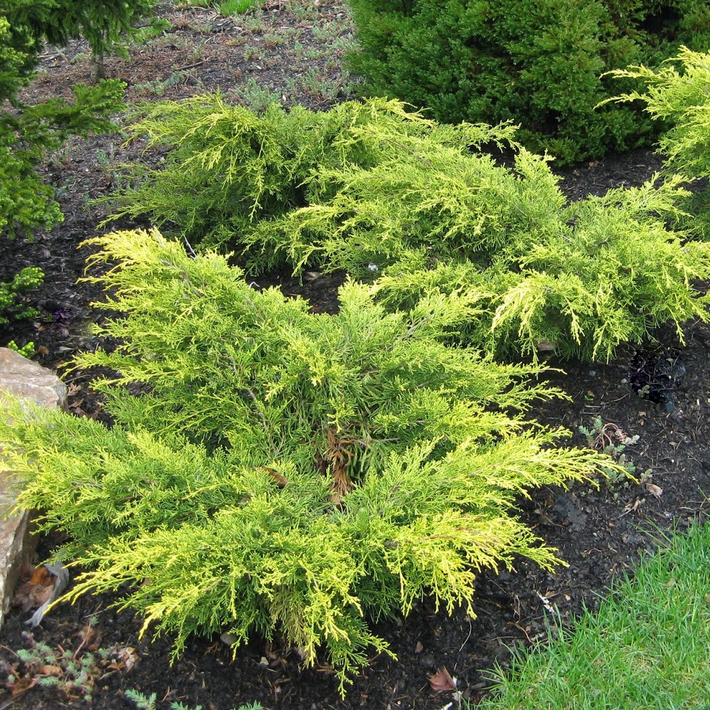Juniperus Old Gold (9cm)