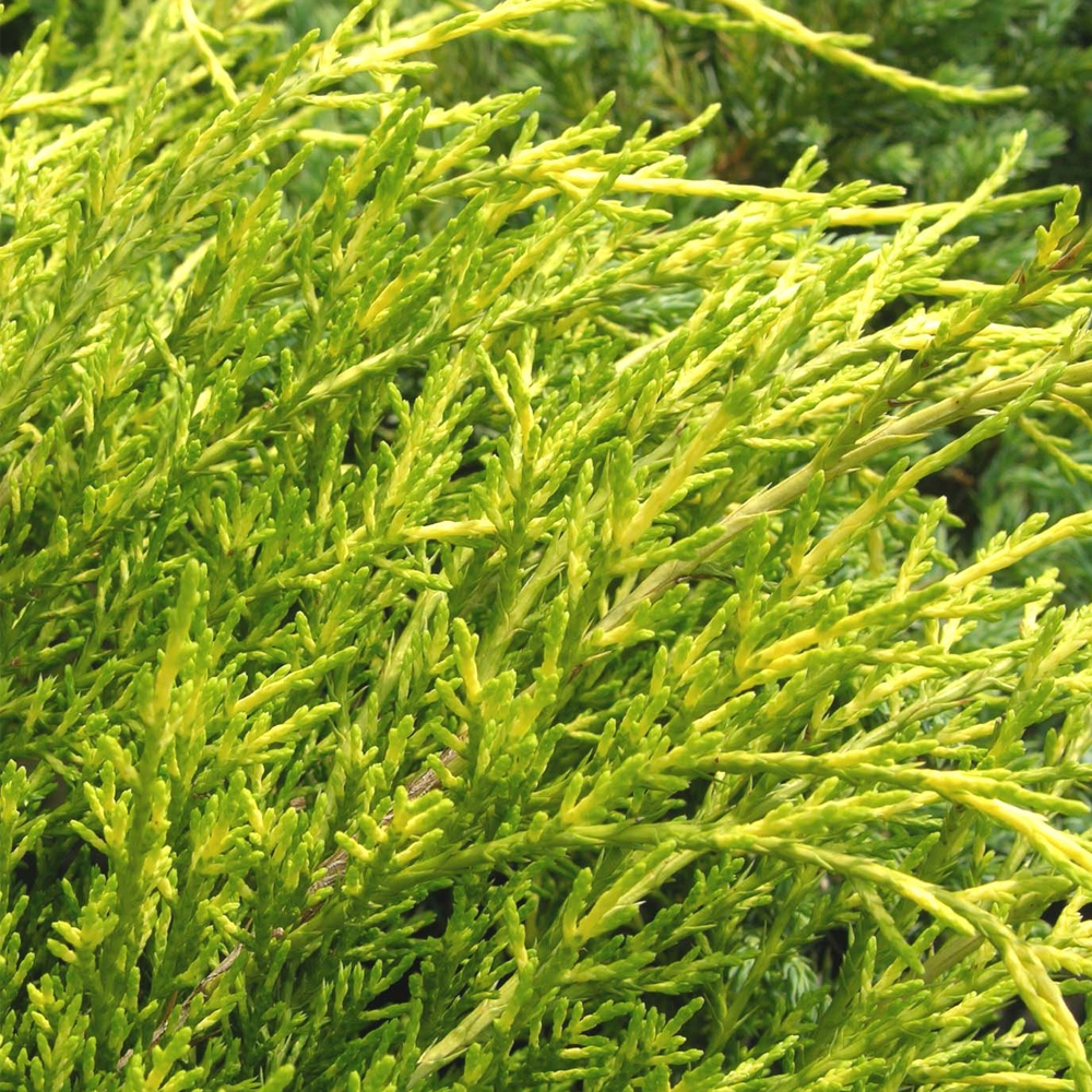Juniperus Old Gold (9cm)