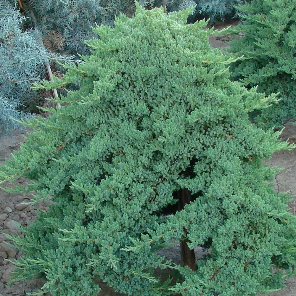 Conifer Mix (9cm, Pack of 5)