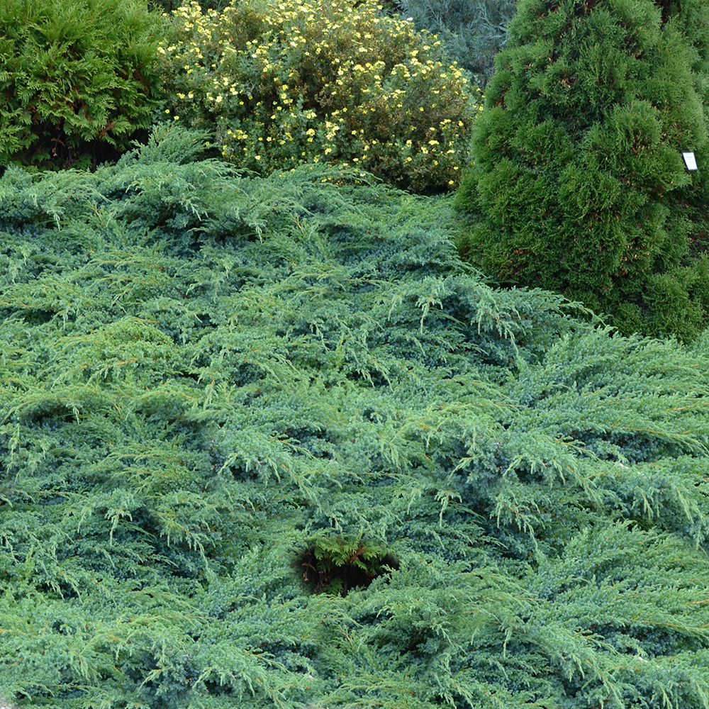 Conifer Mix (9cm, Pack of 5)