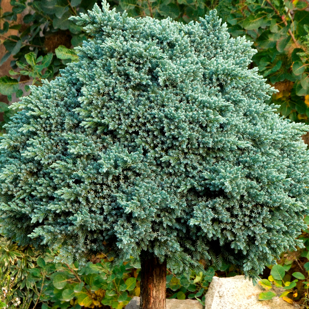 Juniperus Blue Star (9cm)