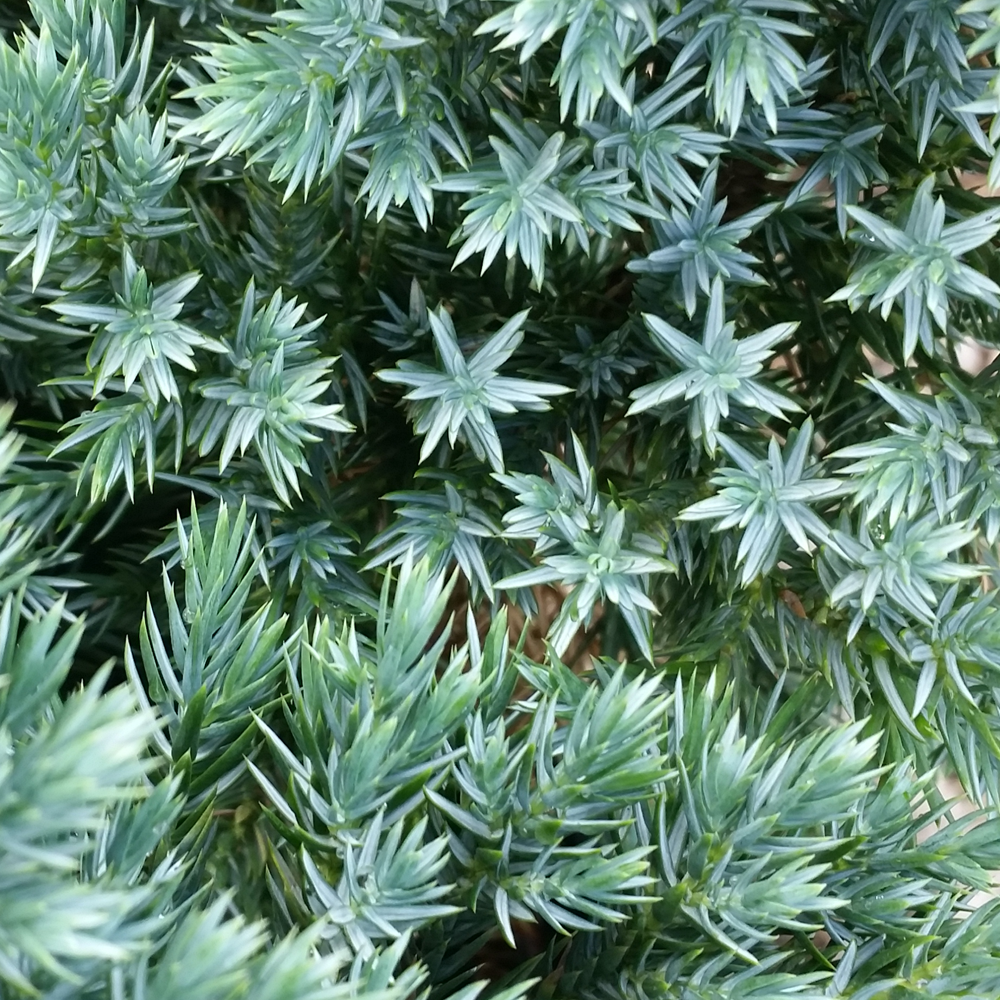 Juniperus Blue Star (9cm)