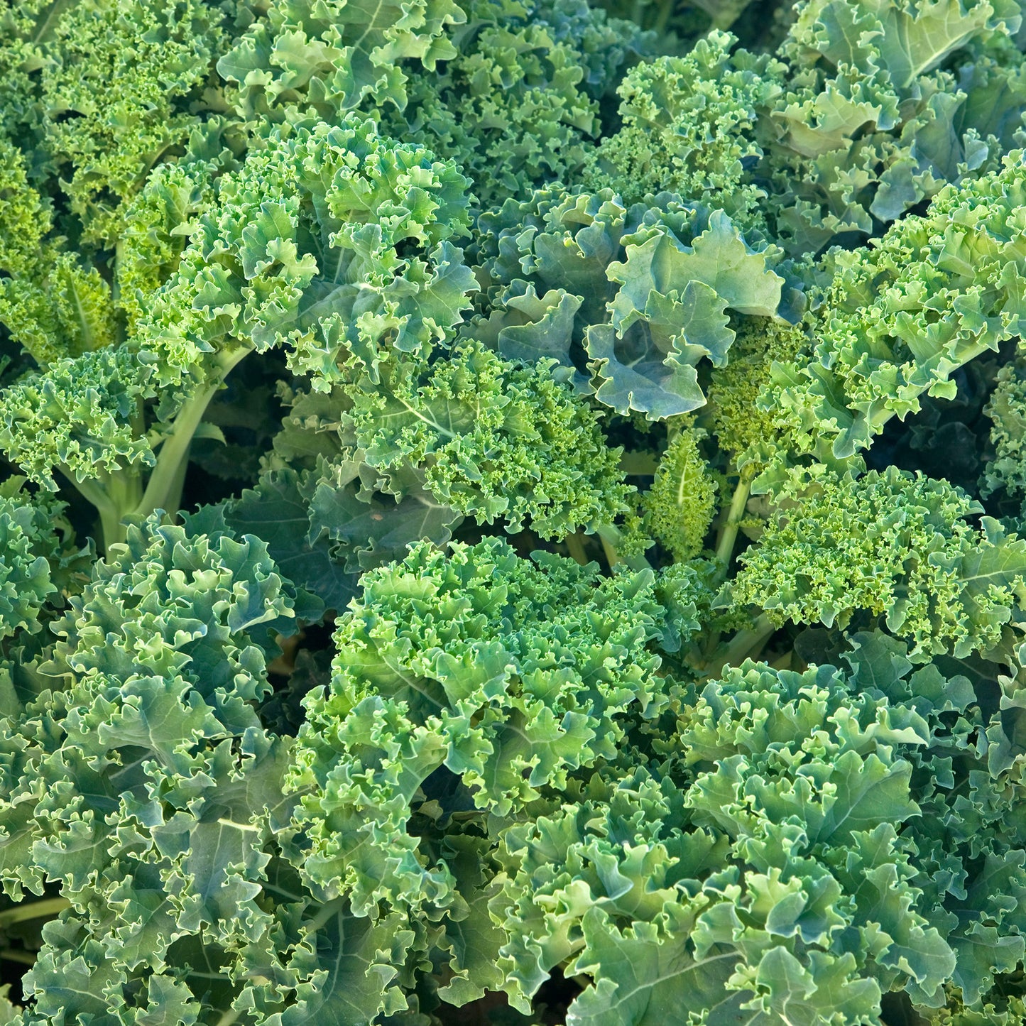 Vegetable - Kale