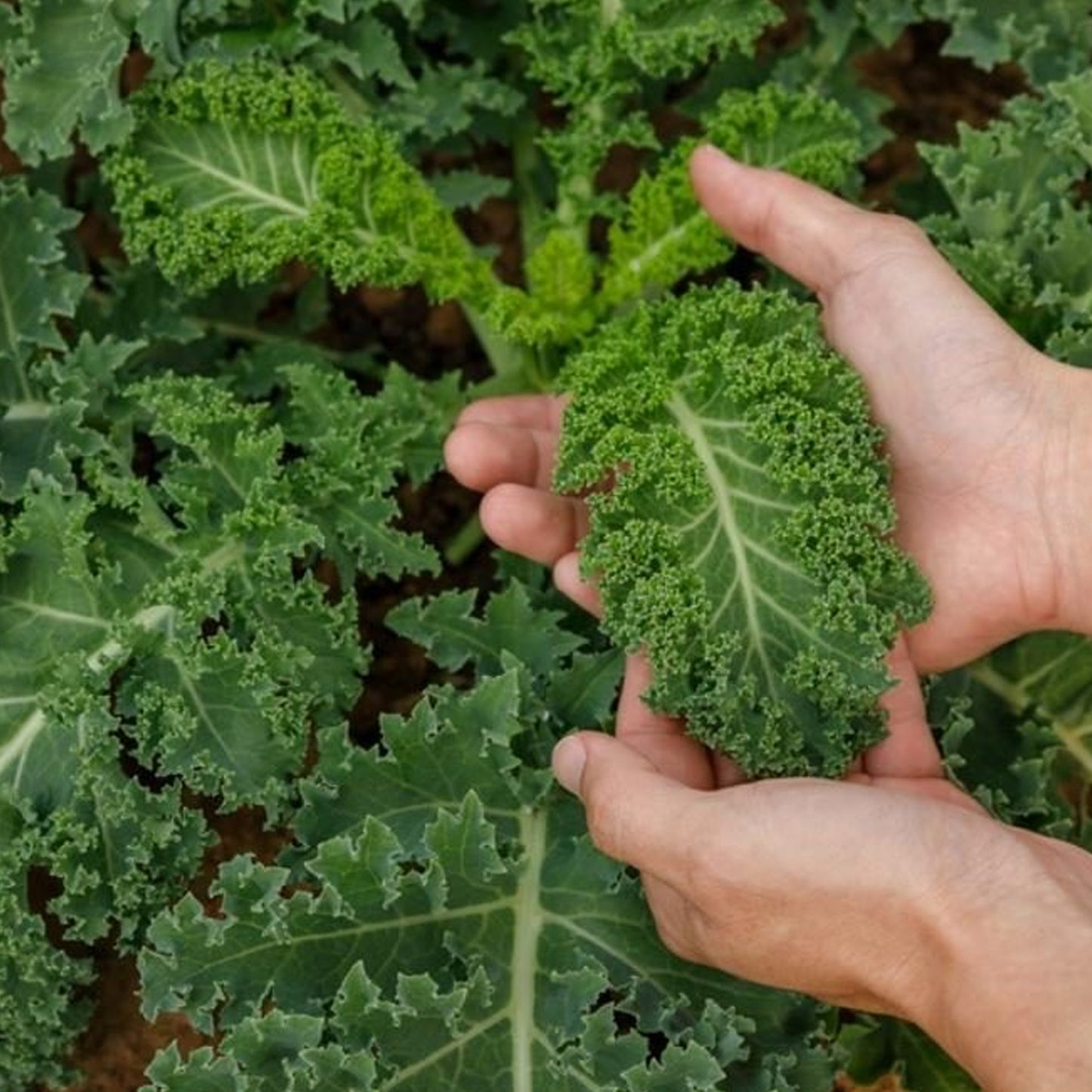 Vegetable - Kale