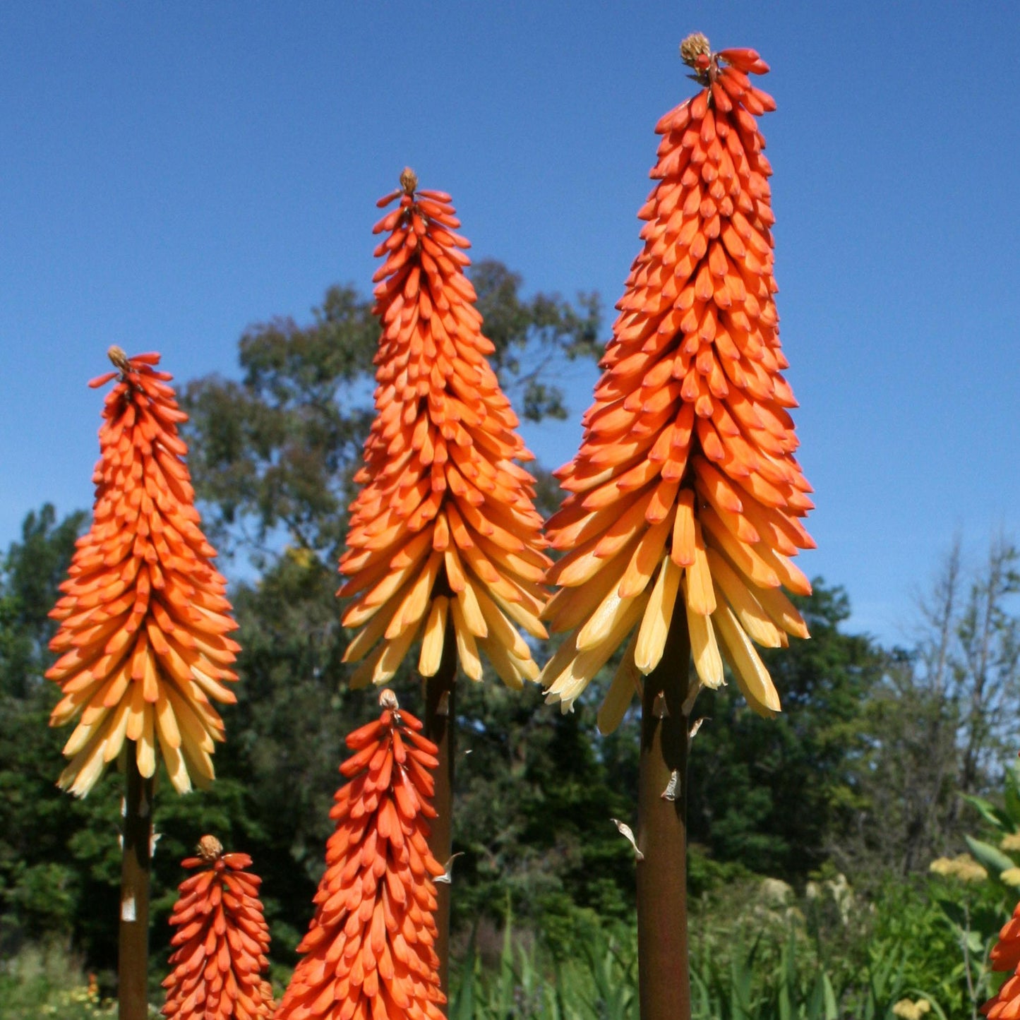 Kniphofia Ember Glow