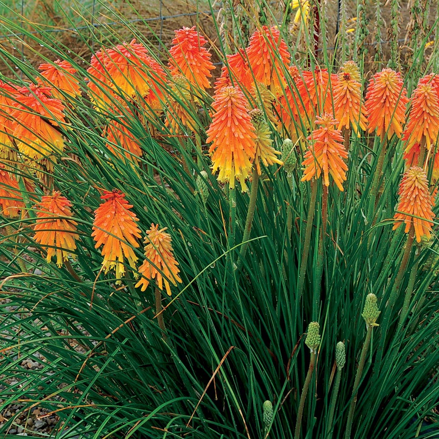 Kniphofia Ember Glow