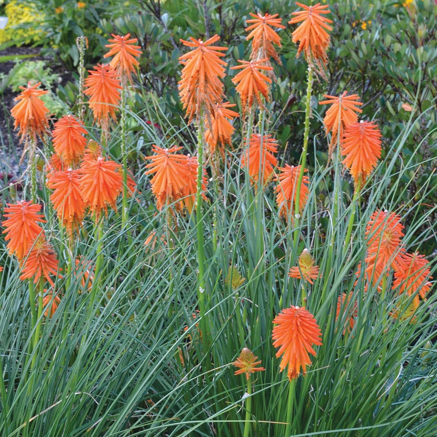 Kniphofia Ember Glow