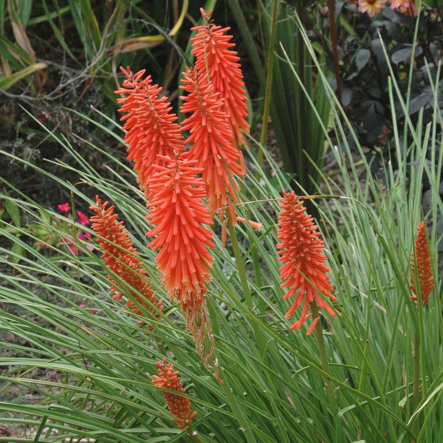 Kniphofia Ember Glow