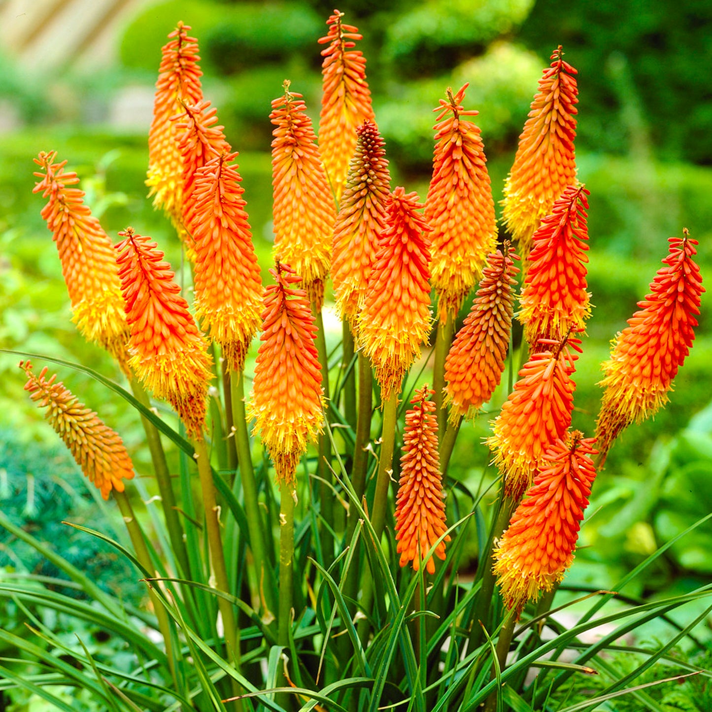 Kniphofia Ember Glow