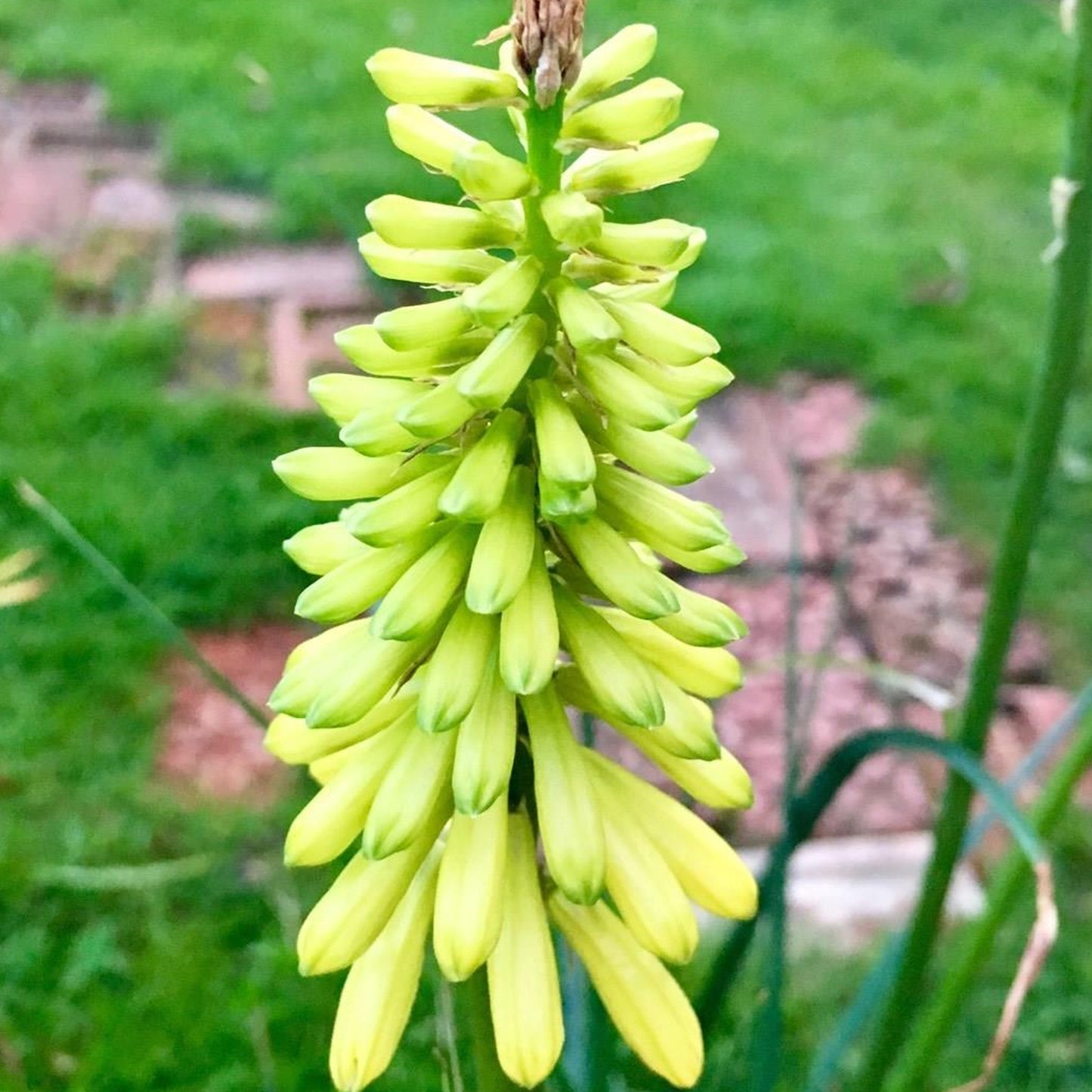 Kniphofia Pineapple Popsicle