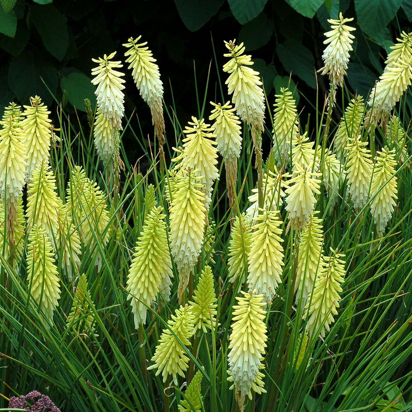 Kniphofia Pineapple Popsicle