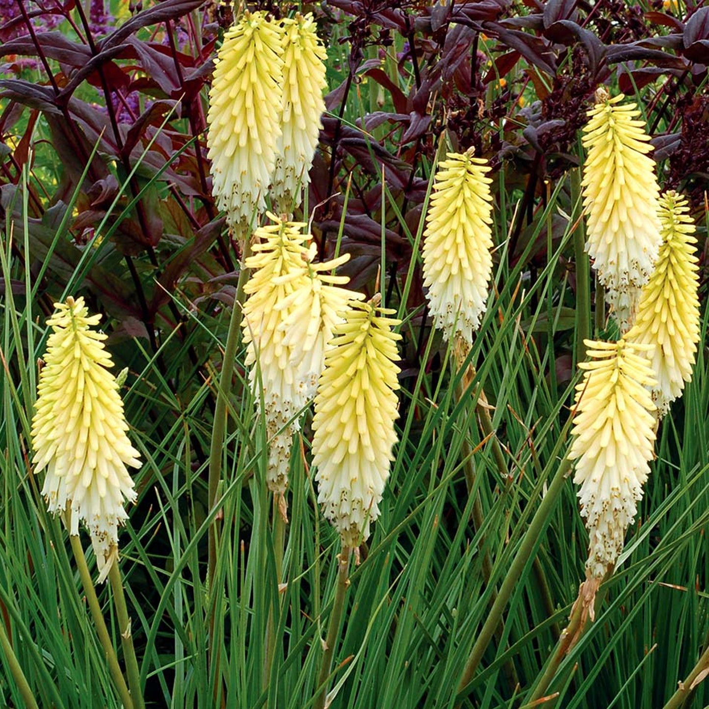 Kniphofia Pineapple Popsicle