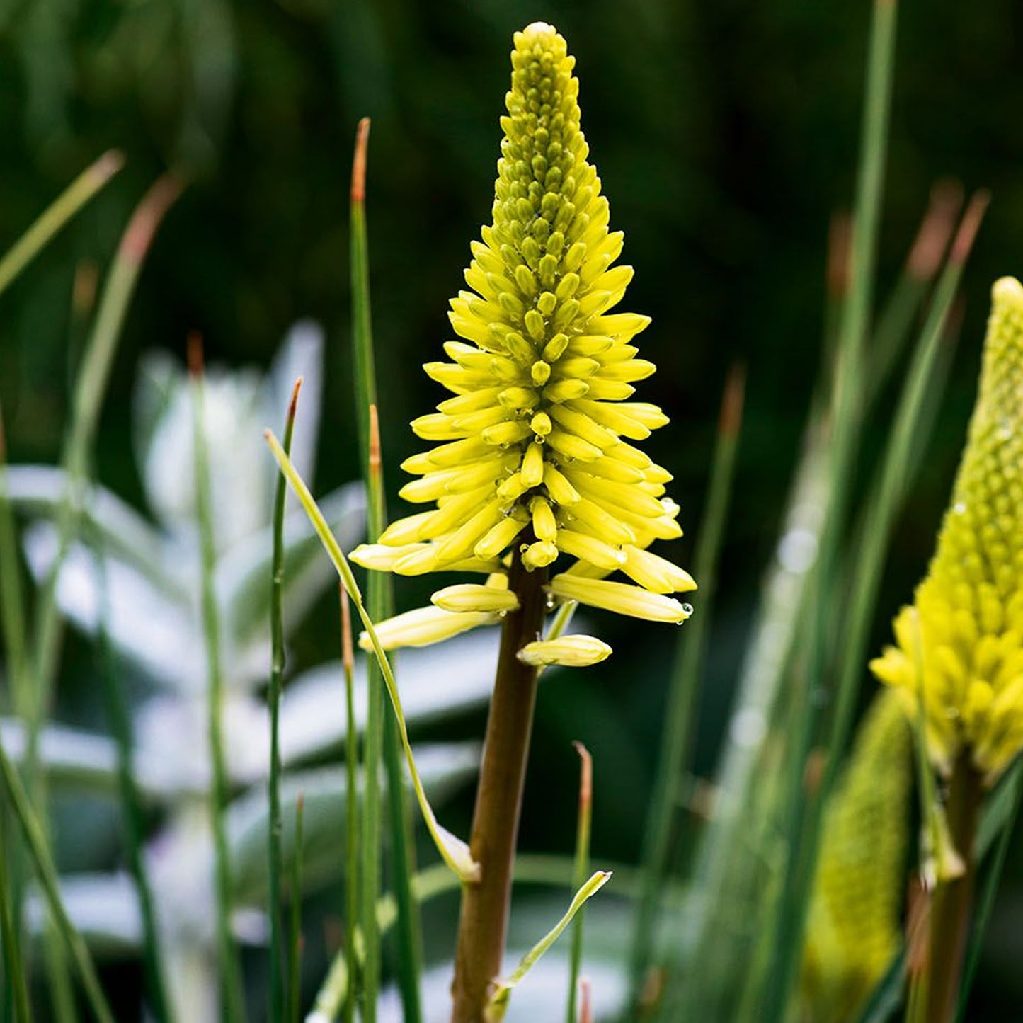 Kniphofia Pineapple Popsicle