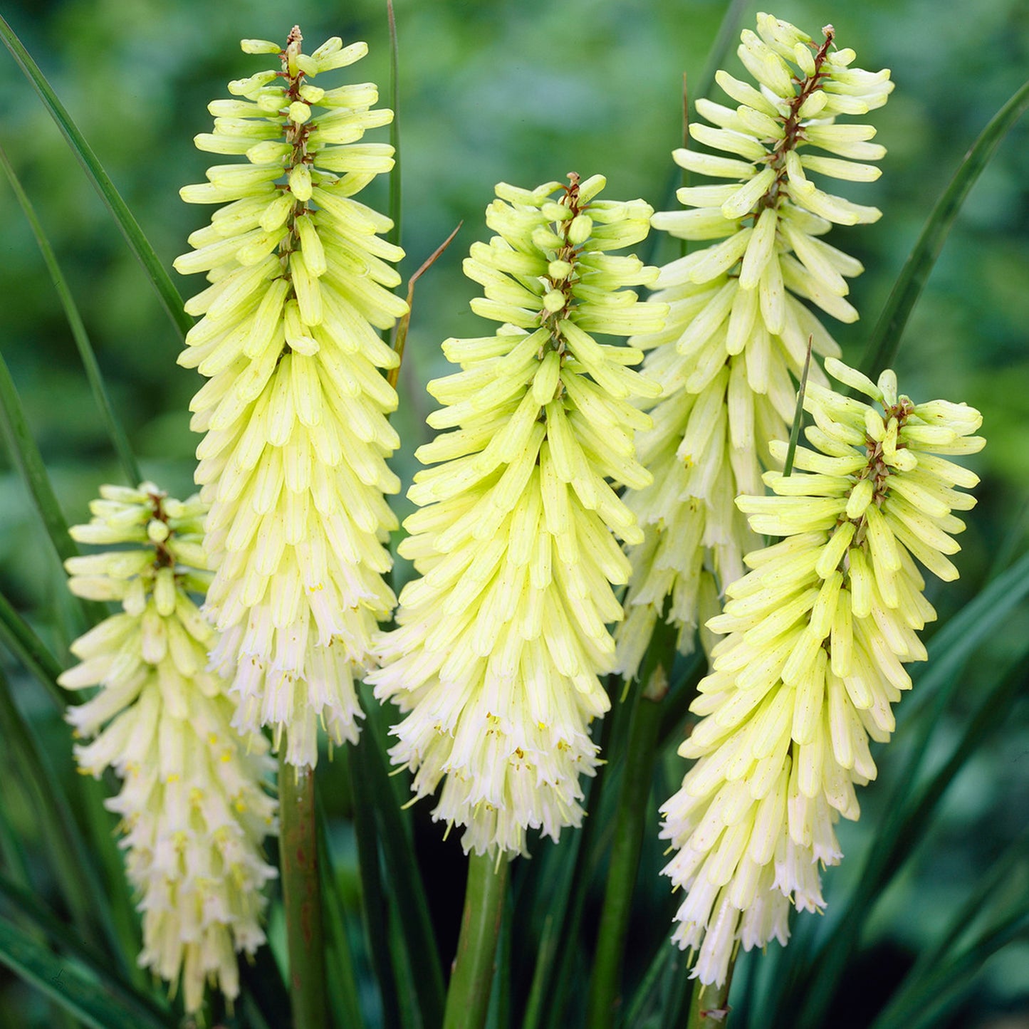 Kniphofia Pineapple Popsicle