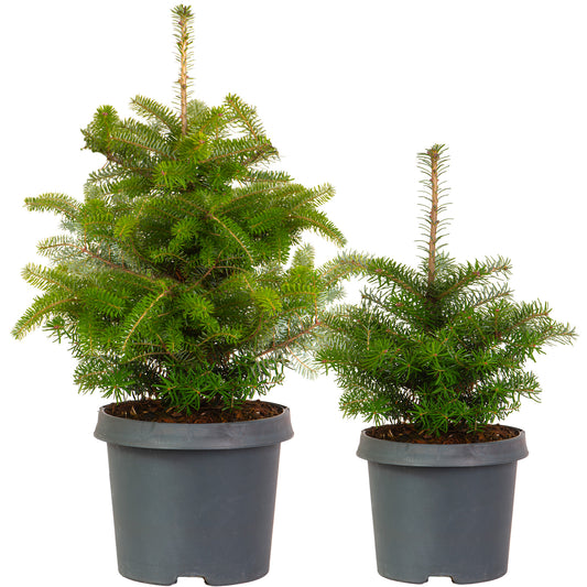 Korean Fir Pot Grown Christmas Trees