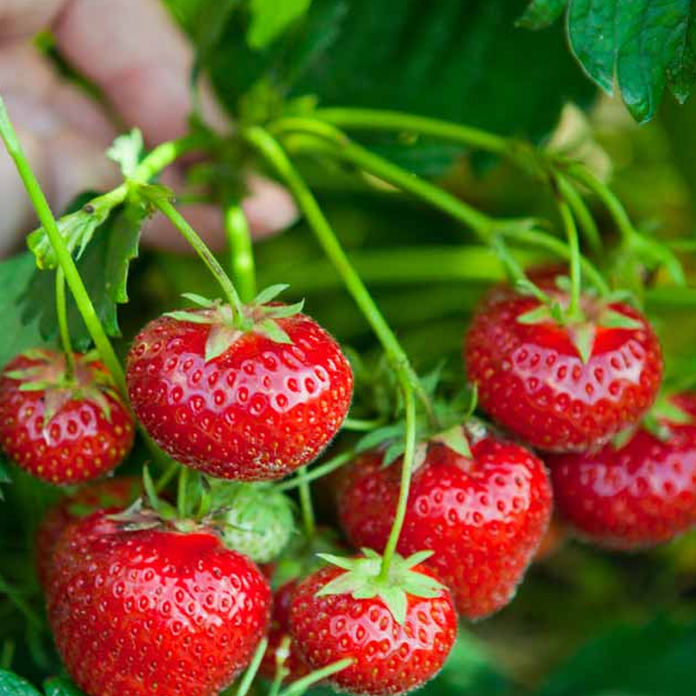 Strawberry Korona (Bare Root, 5-25 Plants)