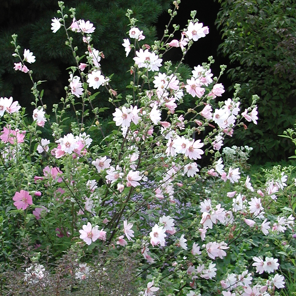 Lavatera Barnsley (9cm)