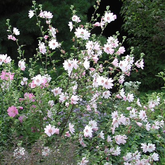 Lavatera Barnsley (9cm)