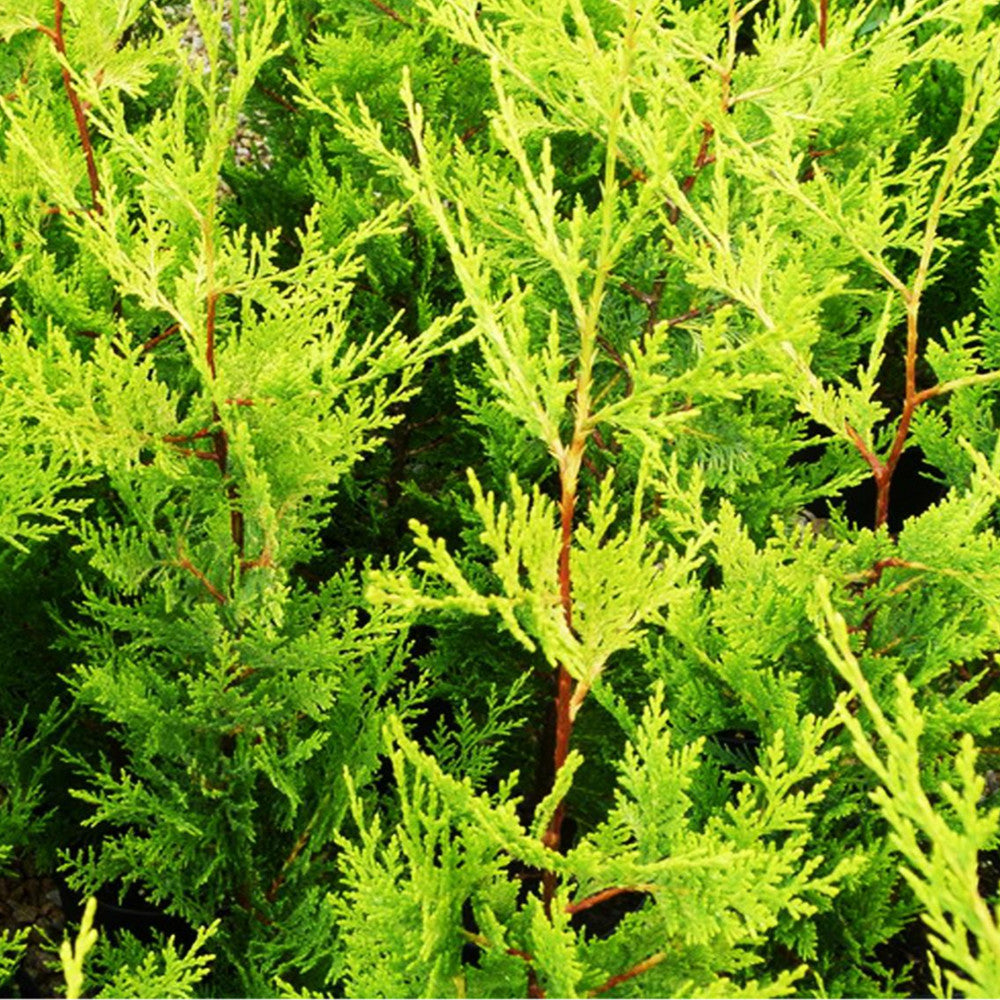 Leylandii Gold