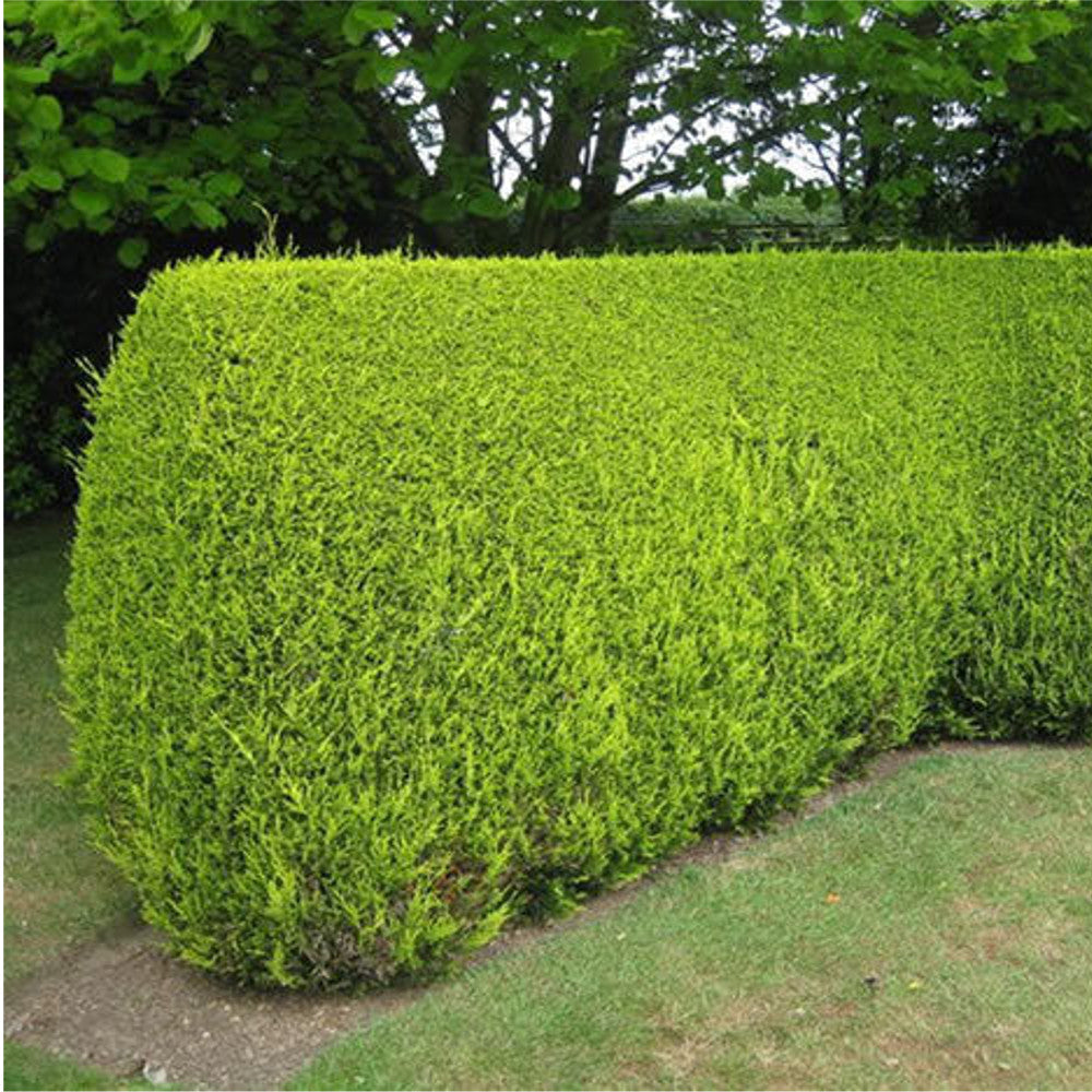 Leylandii Gold