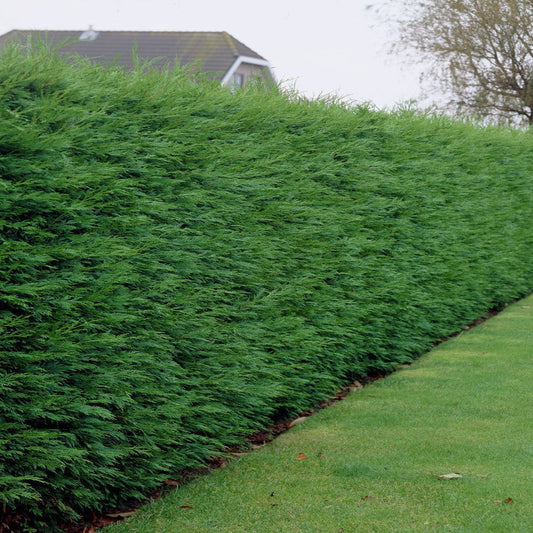 Leylandii Green